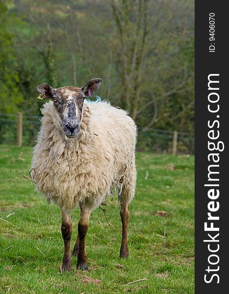 A ewe photographed on a freehold property,somerset UK. A ewe photographed on a freehold property,somerset UK.