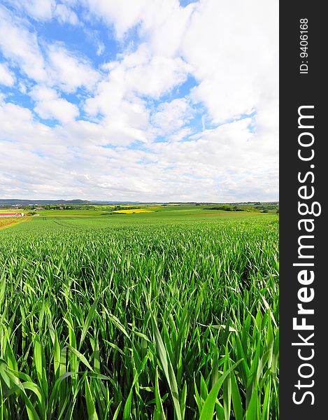 A field in spring, southwestern Germany