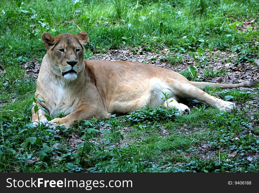A female lion lying in the grass.