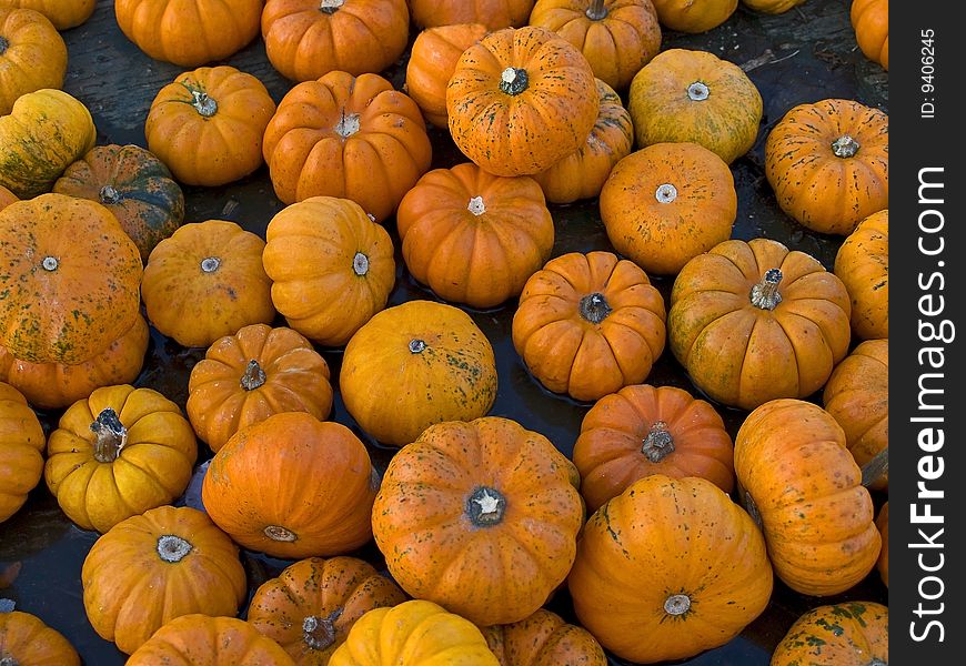 An Autumn background shot of small pumpkins.