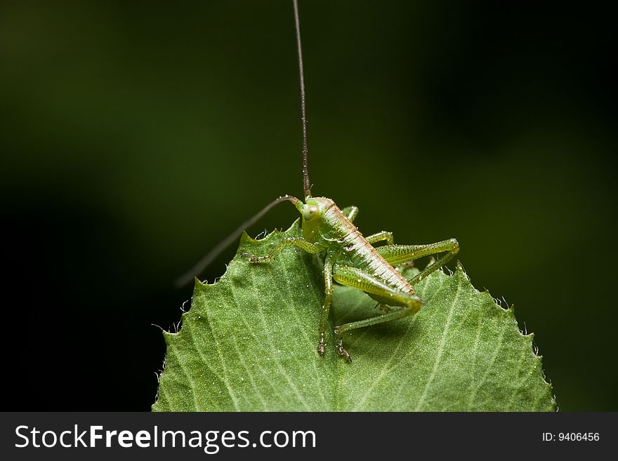 Grasshopper On Leaf