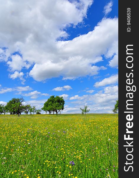 A meadow in spring, southwestern Germany