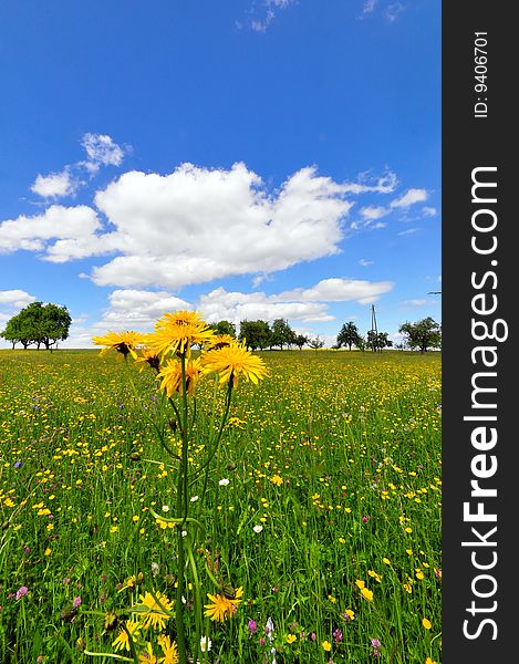 A meadow in spring, southwestern Germany