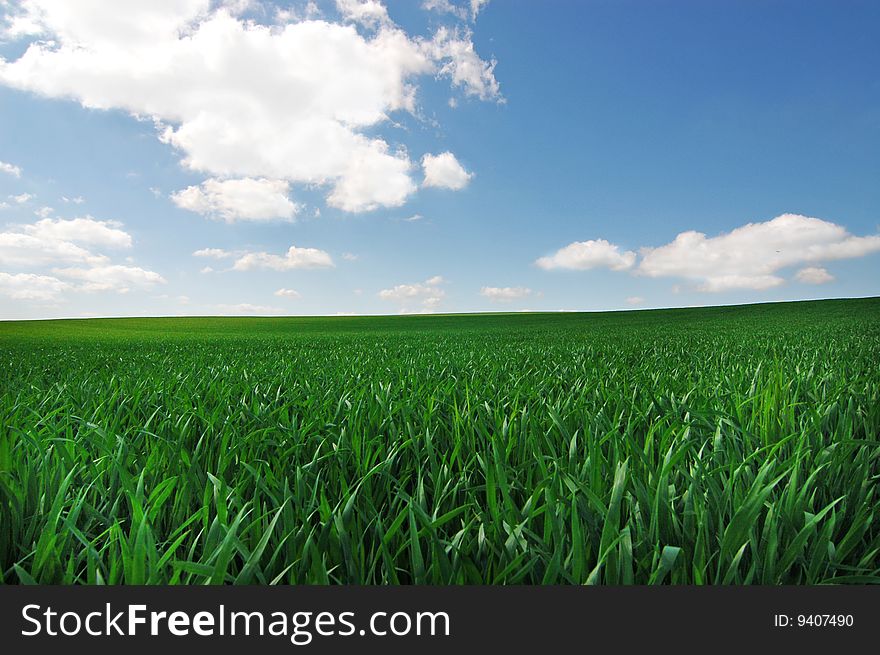 Landscape of green field with cloudy blue sky as a background. Landscape of green field with cloudy blue sky as a background