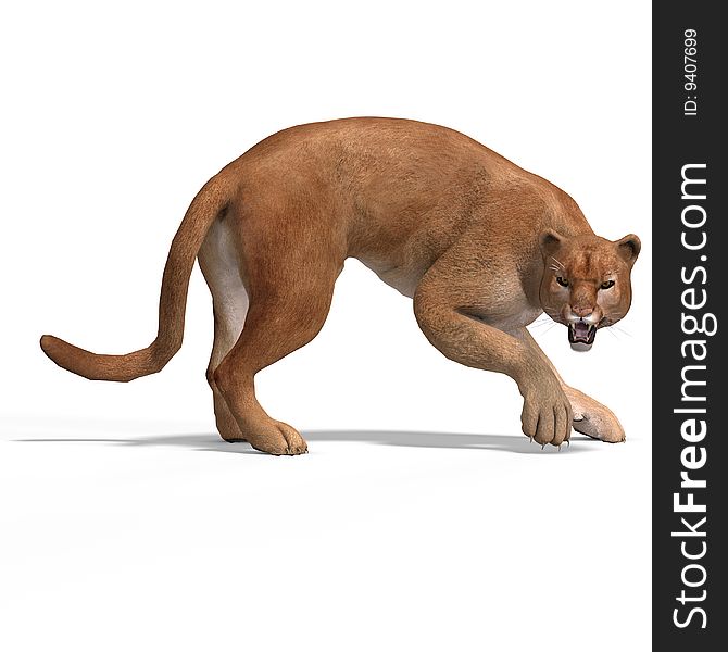 Dangerous Big Cat Puma With Clipping Path Over White