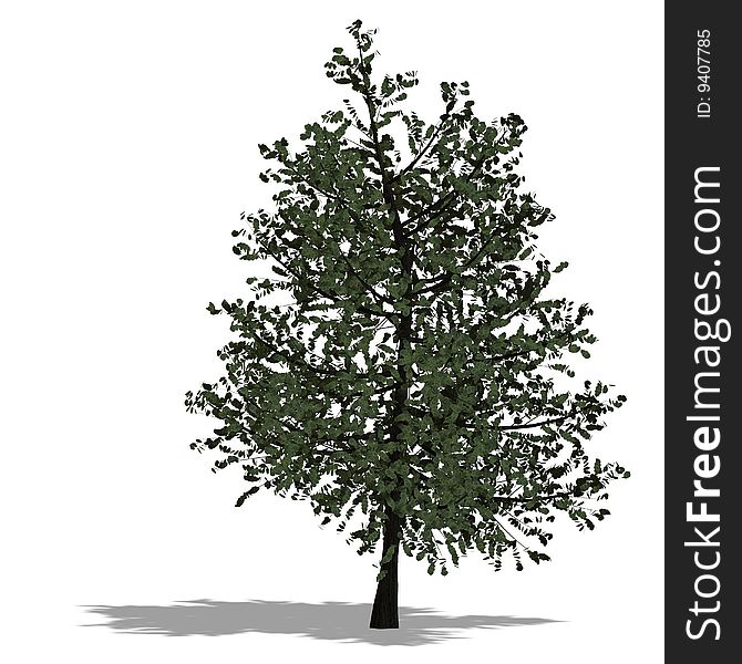 3D Render of a broadleef Tree with shadow and clipping path over white