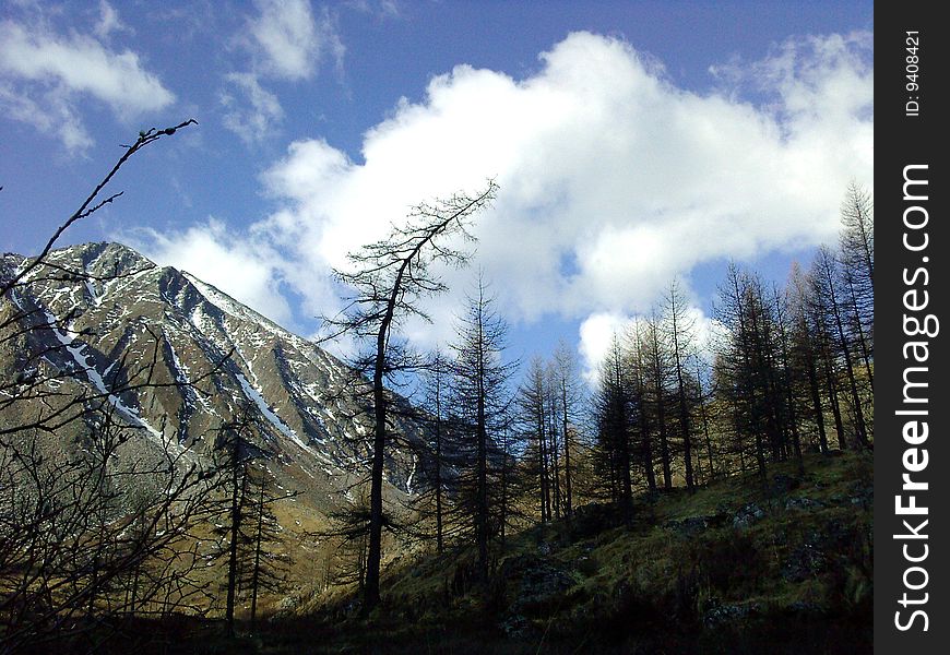 The larch has inclined a head against a mountain valley and a white cloud