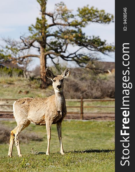 An alert Mule Deer in early evening springtime light on a country estate - can represent country living, rural real estate, lidlife, etc. An alert Mule Deer in early evening springtime light on a country estate - can represent country living, rural real estate, lidlife, etc.