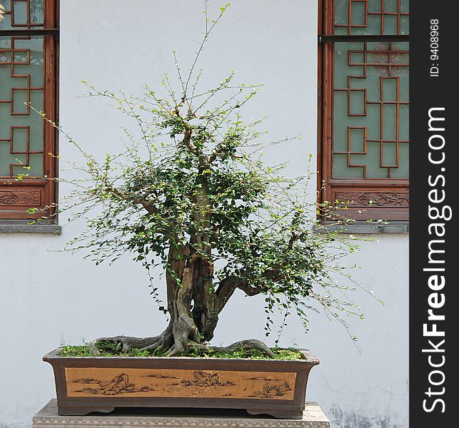 Old Bonsai tree in the park