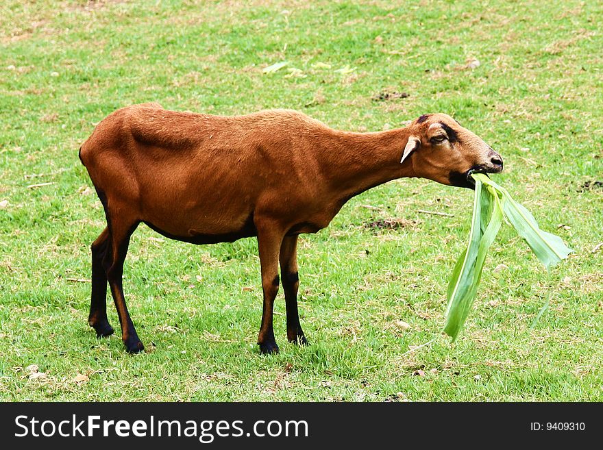 Goat eating grass on the field
