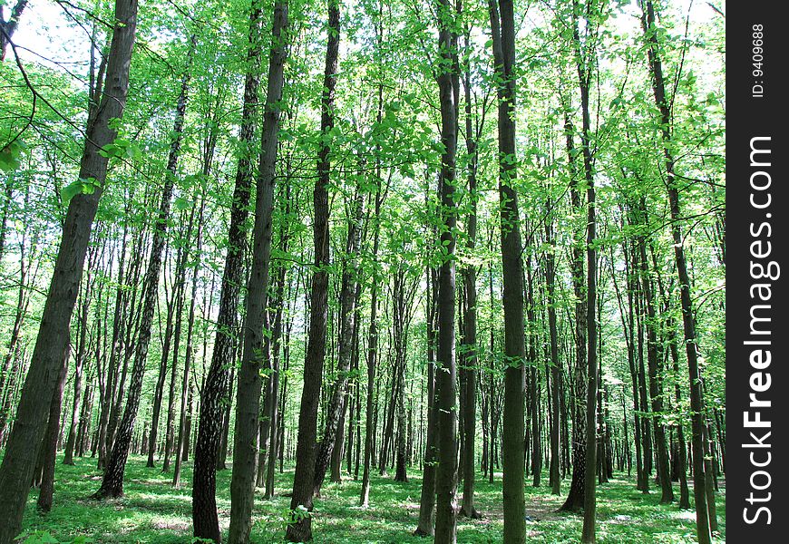 Green forest background in sunny day