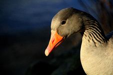 Free Beak, Bird, Water Bird, Ducks Geese And Swans Stock Image - 94002071