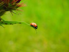 Free Ecosystem, Insect, Grass, Bird Stock Images - 94004374