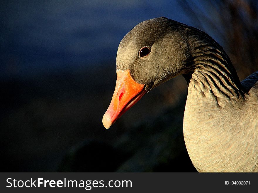 Beak, Bird, Water Bird, Ducks Geese And Swans