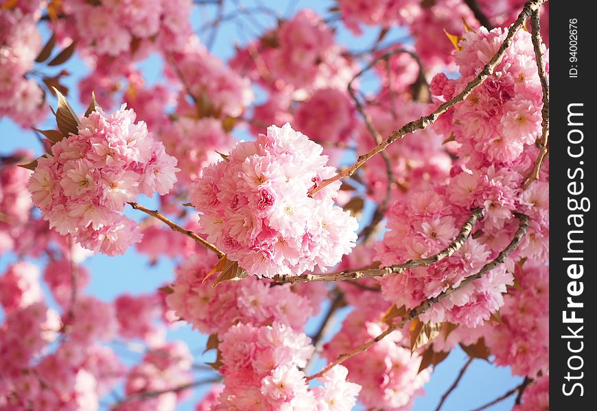 Blossom, Pink, Cherry Blossom, Spring
