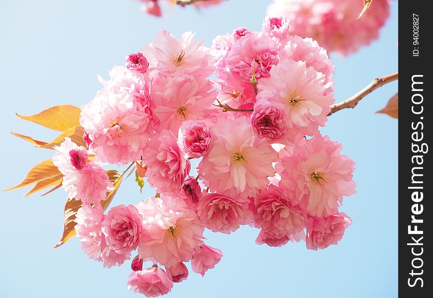 Blossom, Flower, Pink, Cherry Blossom