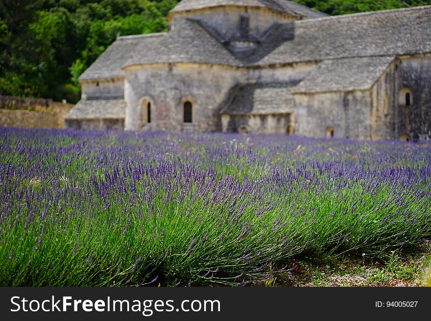 Flower, English Lavender, Plant, Lavender