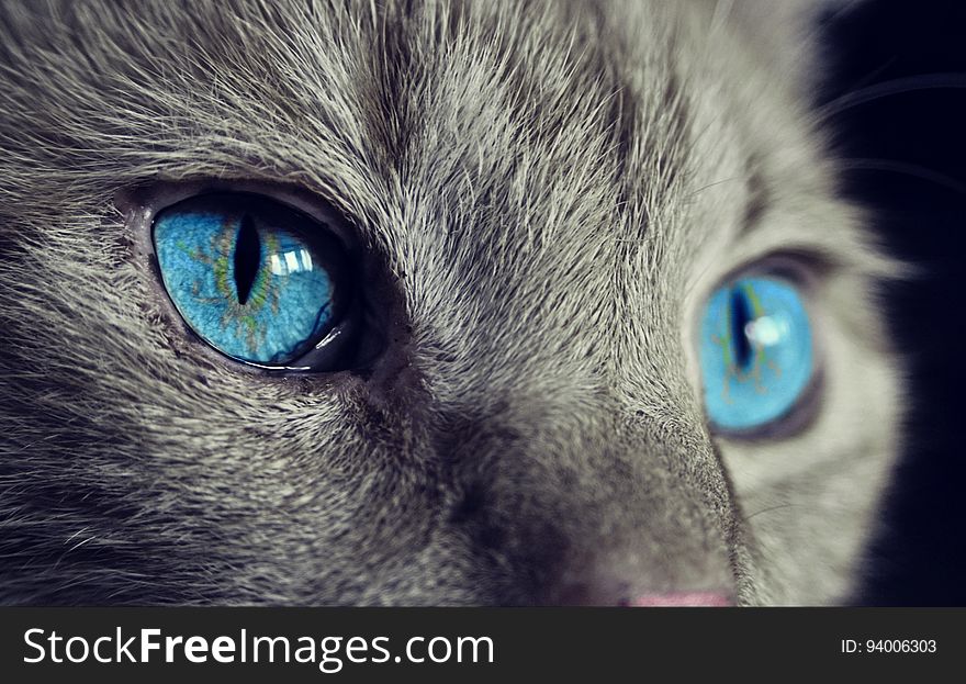 Cat, Blue, Whiskers, Face