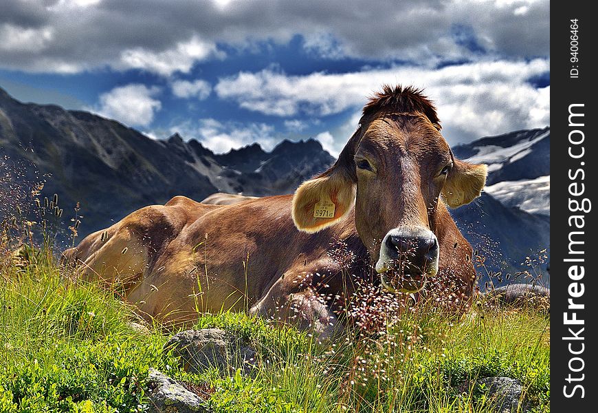 Cattle Like Mammal, Mountainous Landforms, Highland, Mountain