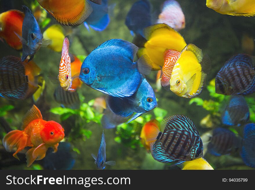 Symphysodon discus in an aquarium