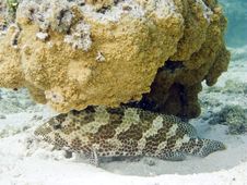 Dwarf Spotted Grouper Royalty Free Stock Images