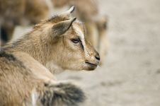 Little Goat Stock Photos Little Goat Stock Photos
