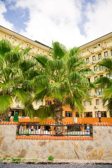 Big Palm Tree In Front Of A Hotel Stock Photo