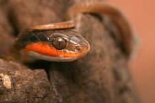 Snake On Branch Stock Photo Snake On Branch Stock Photo