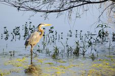 Great Blue Heron Royalty Free Stock Photos