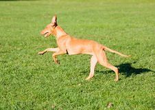 Sicilian Courser Stock Image