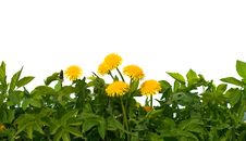 Isolated Grass And Flowers Royalty Free Stock Images Isolated Grass And Flowers Royalty Free Stock Images