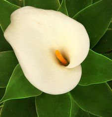 Calla Lilly Royalty Free Stock Image