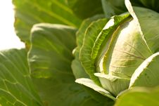 Cabbage Royalty Free Stock Photo Cabbage Royalty Free Stock Photo