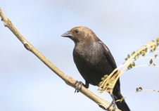 Brown-headed Cowbird Royalty Free Stock Images Brown-headed Cowbird Royalty Free Stock Images