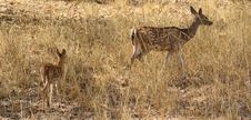 Mother Deer And Fawn Royalty Free Stock Image Mother Deer And Fawn Royalty Free Stock Image