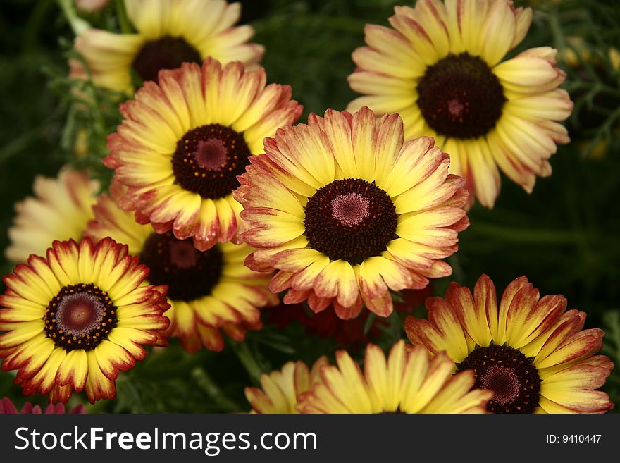 Macro close-up of red and yellow chrysanthemums