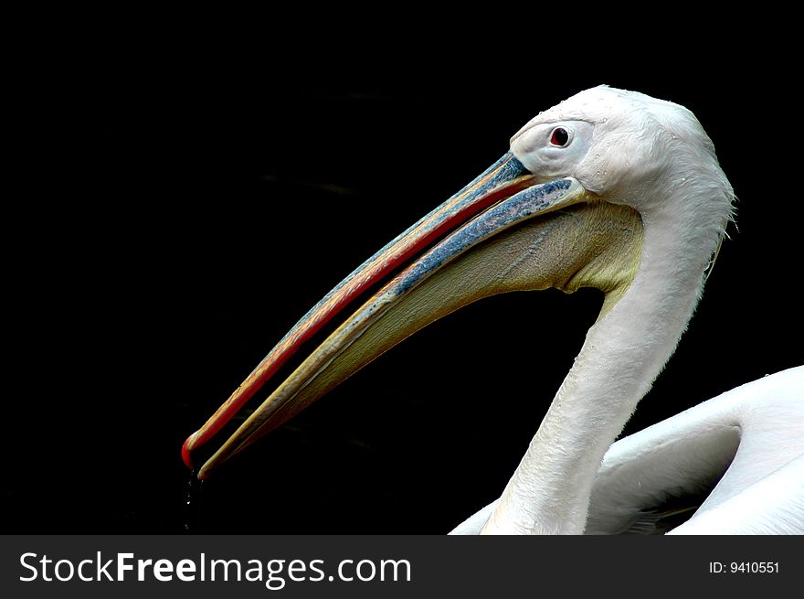 Pelican close up on black background. Pelican close up on black background