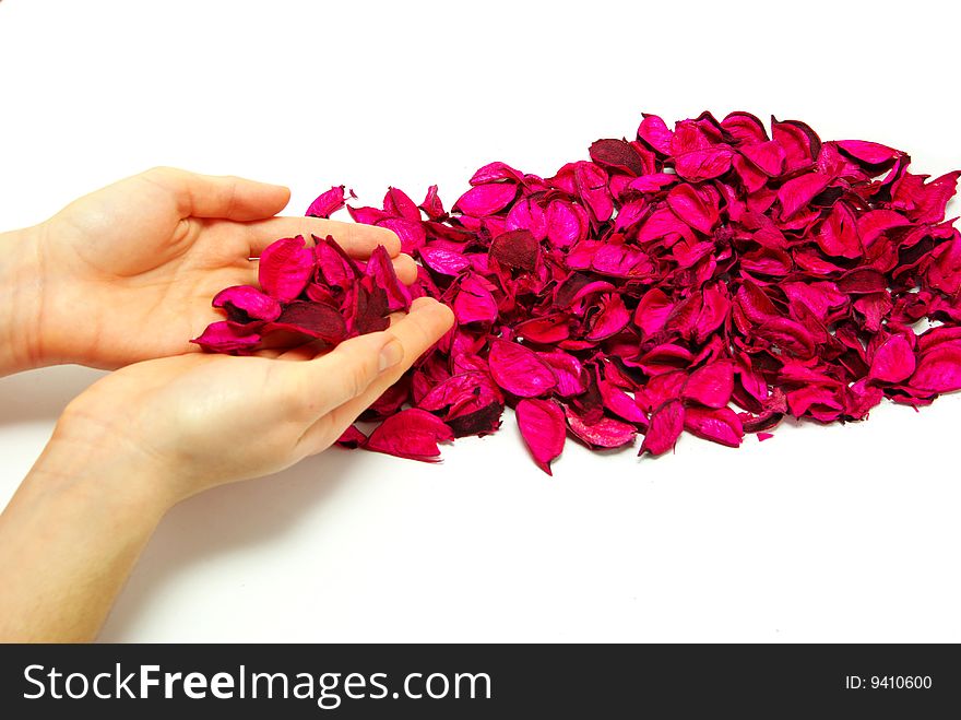 Hand and petals of roses