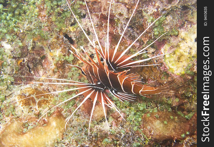 A lion fish swimming in polynesian coral reef.
italian name: pesce leone (scorpione)
english name: lionfish
original name: Pterois Volitans