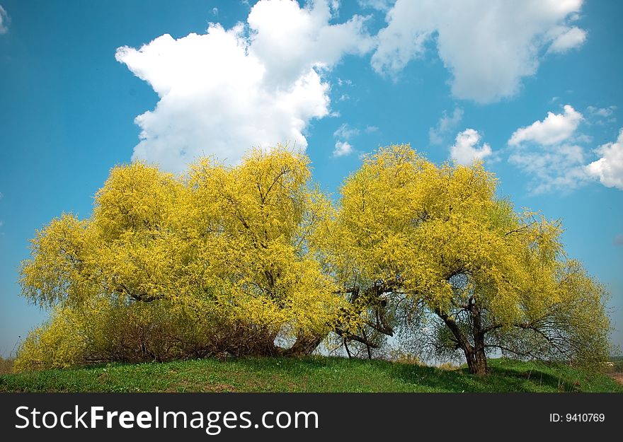 Yellow tree on sun day in Russia