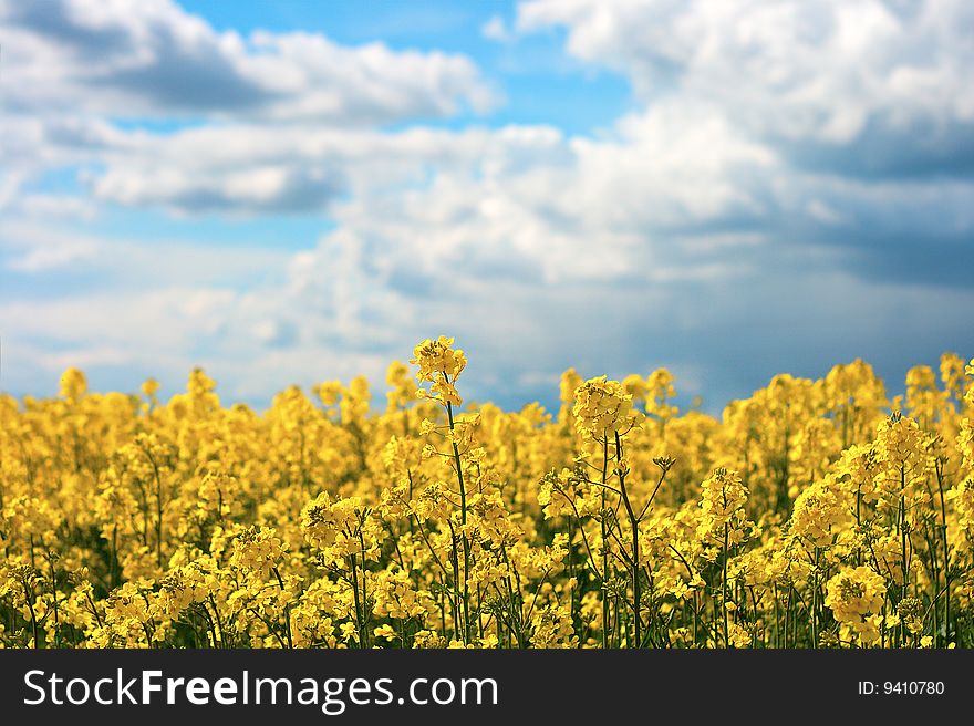 Field in a sunny day. Field in a sunny day