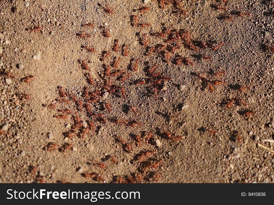 A group of red ant running around. A group of red ant running around.