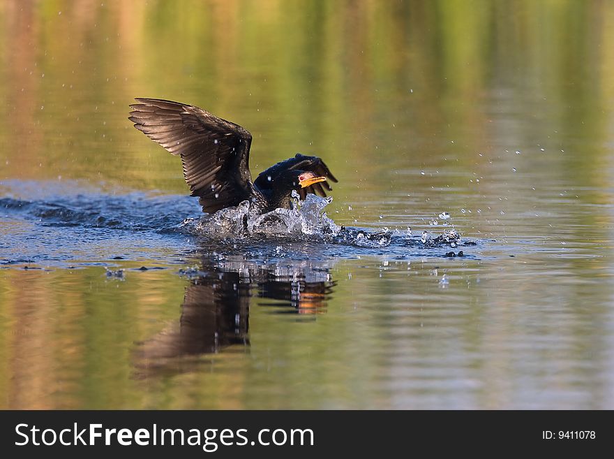 Reed Cormorant landing in shallow water