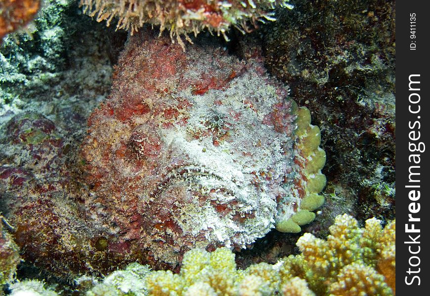 A dangerous and poisonous fish in polynesian coral reef: stone fish!
italian name: Pesce pietra
scientific name: Synanceia verrucosa
english name: Stonefish