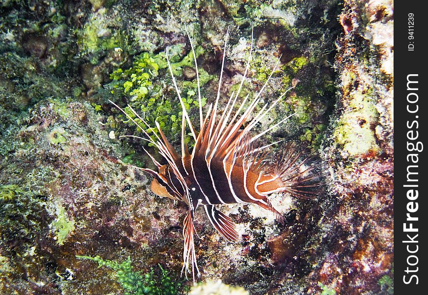 Lionfish swimming