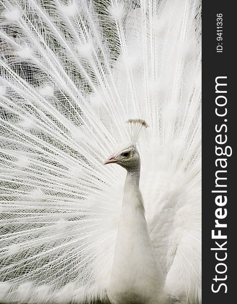 A White Peacock with it's Tail feathers spread