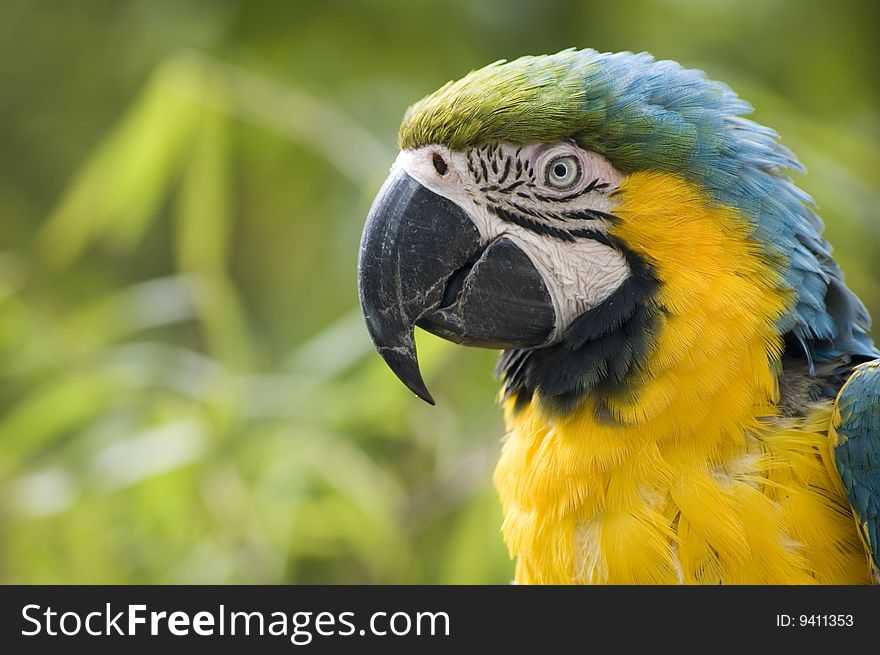 Close up macaw parrot in park