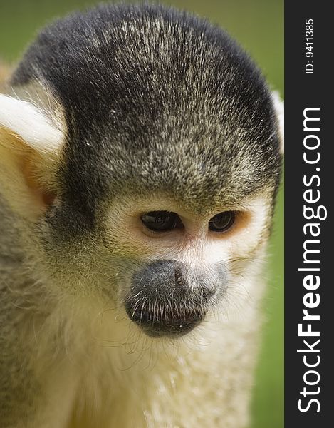 Squirrel monkey