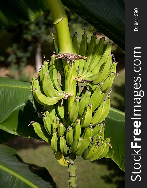 Green bunch of little bananas. Green bunch of little bananas