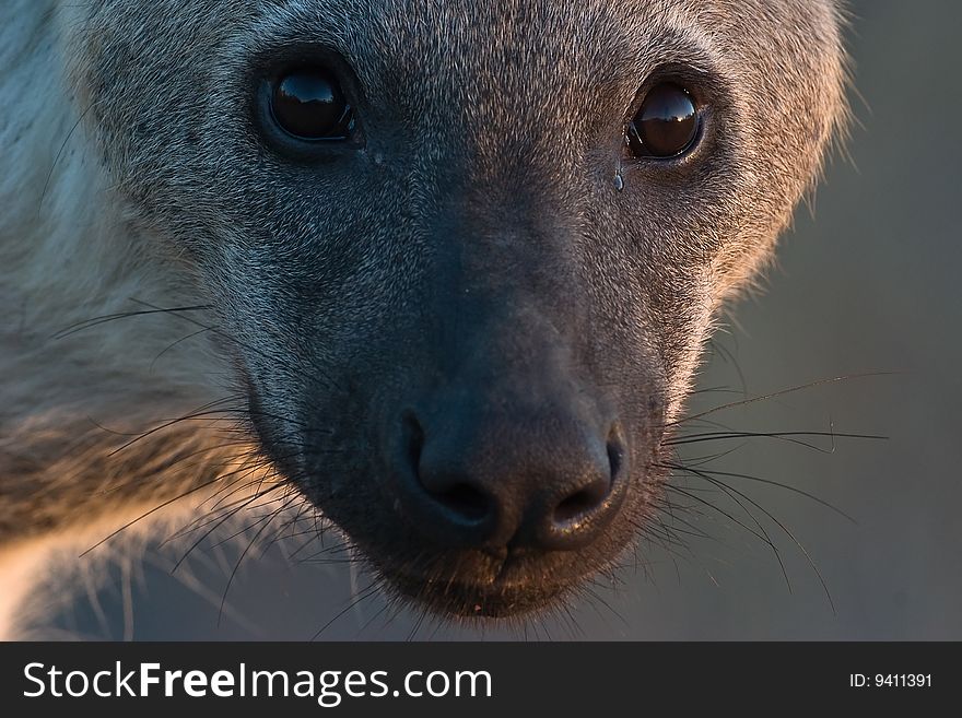 Macro Spotted Hyaena portrait with backlight. Macro Spotted Hyaena portrait with backlight